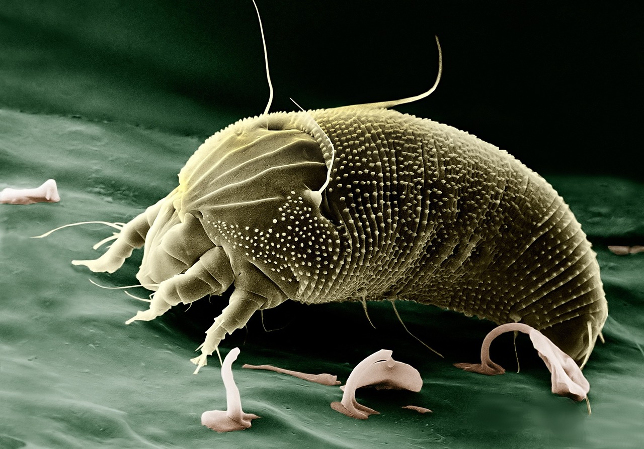 mite, aceria anthocoptes, acari